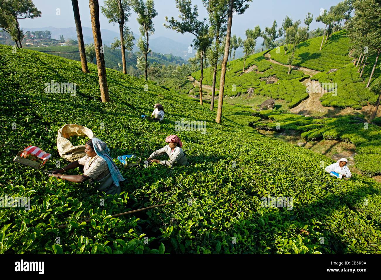 Tea plantation, Munnar, Kerala, India. Stock Photo