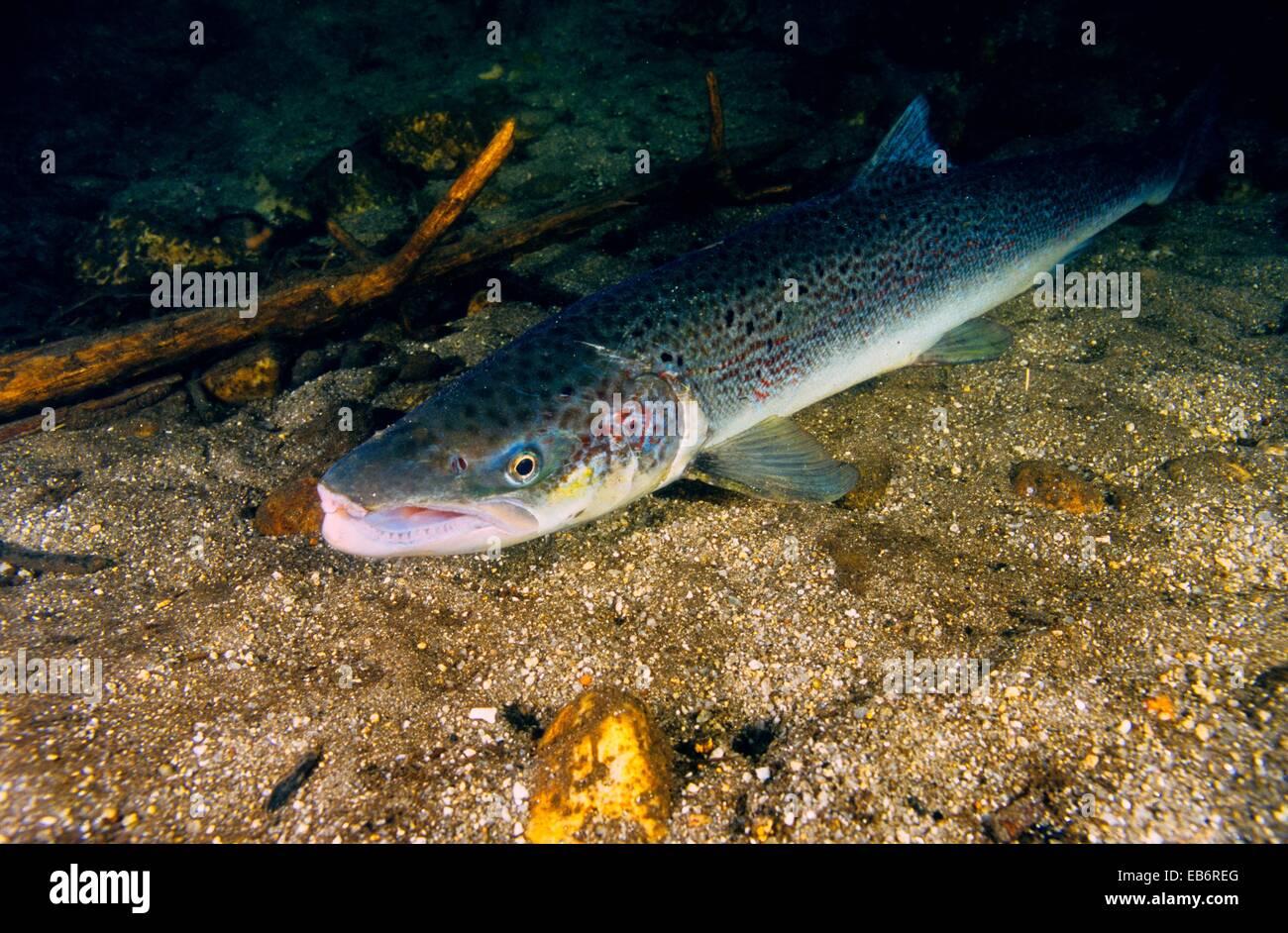 Freshwater Rivers Kelt Atlantic Salmon which has spawned Salmo salar