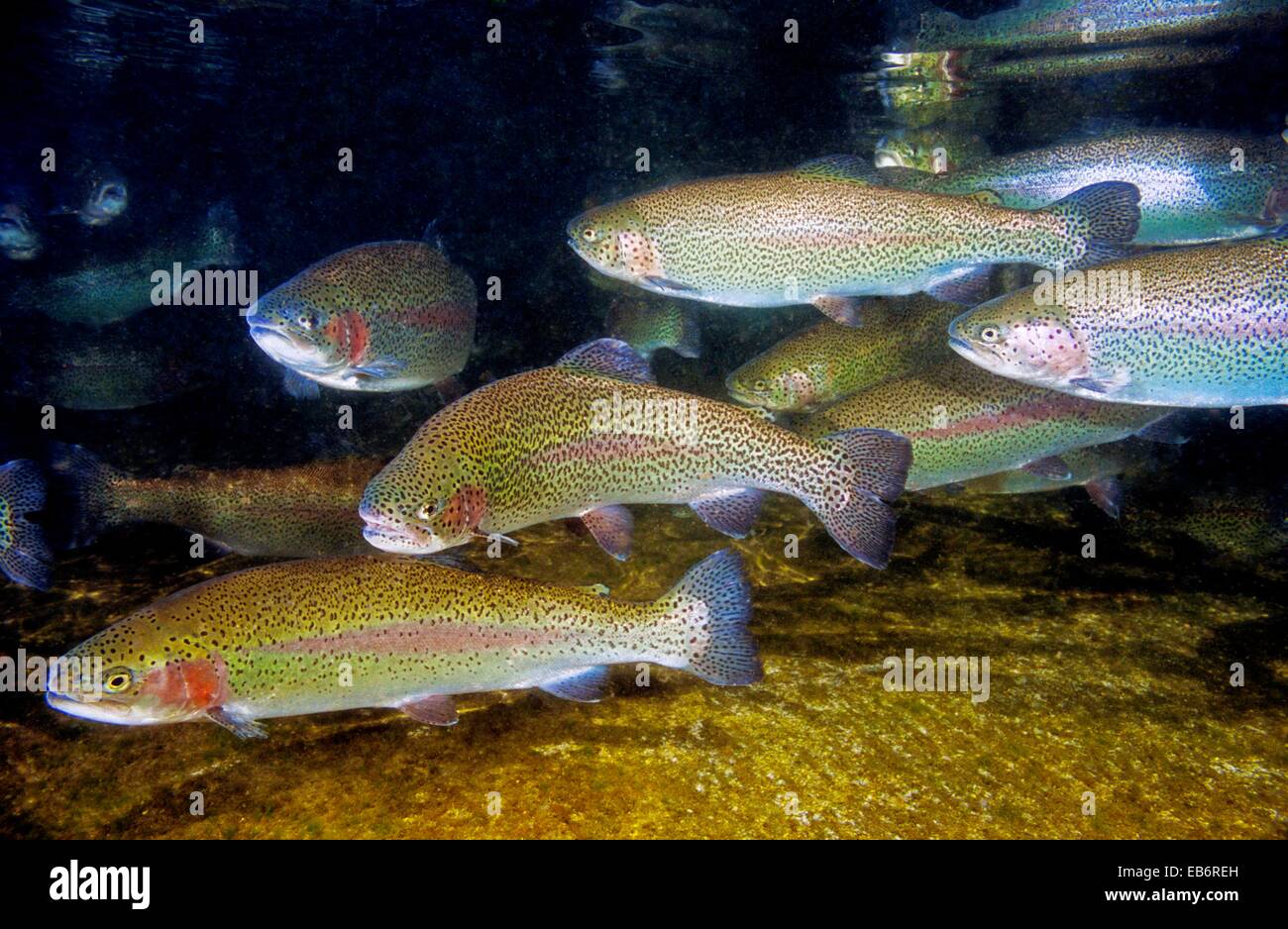 Freshwater Rivers Rainbow trout Oncorhynchus mykiss Cabana Quinta
