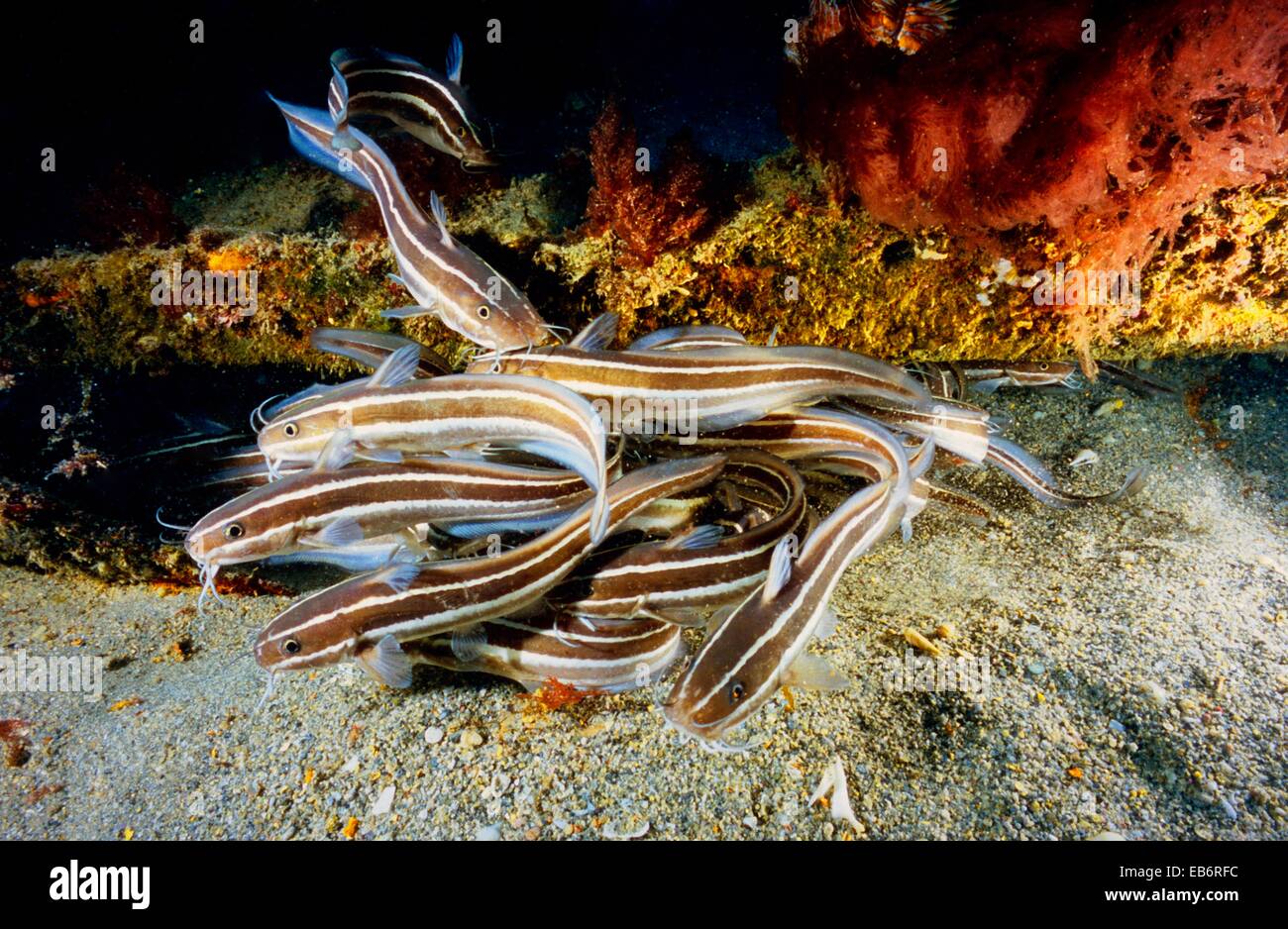 Striped eel catfish Stinging catfish Poisonous striped catfish Plotosus