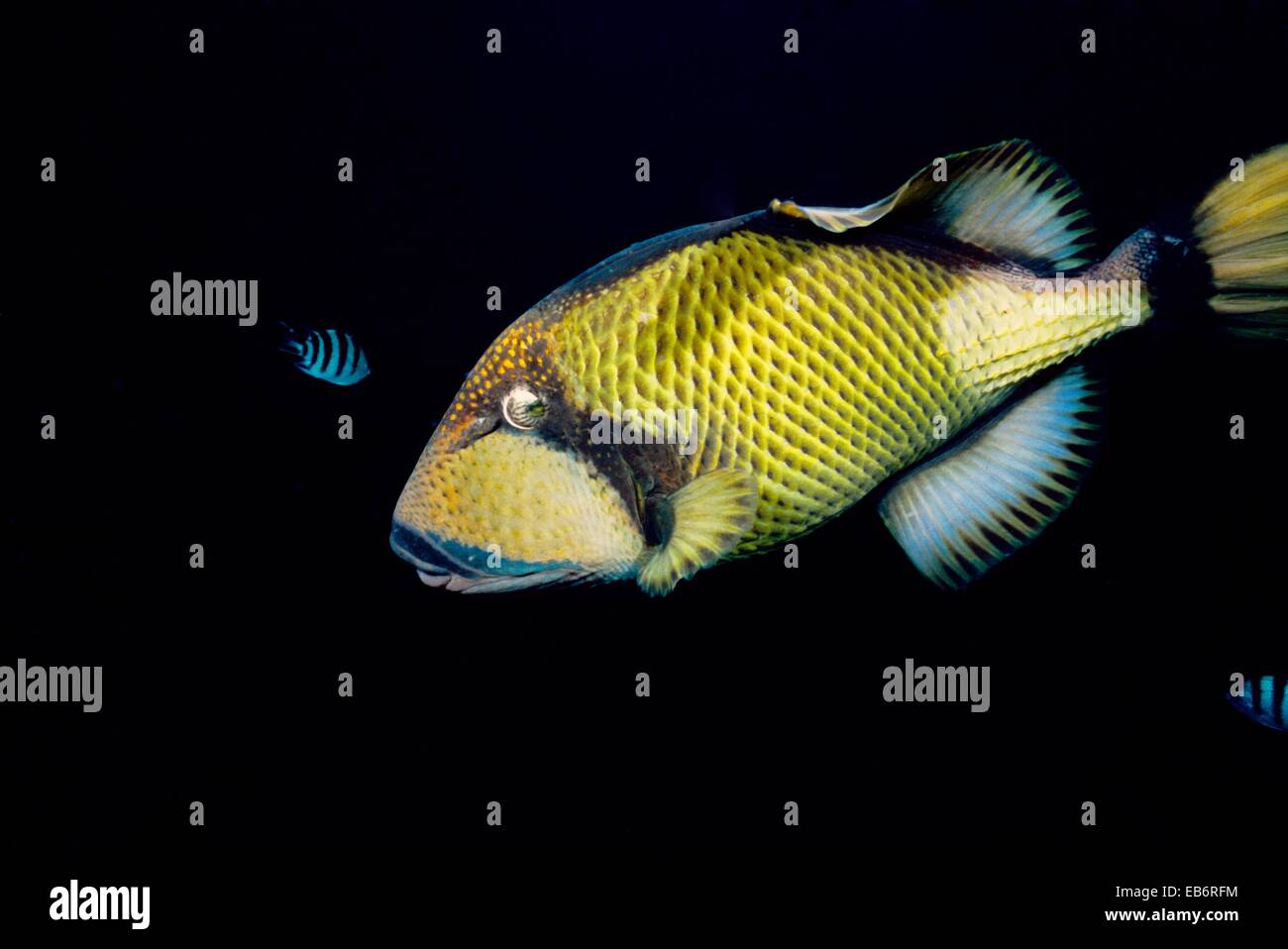 Titan triggerfish Balistoides viridescens  Mauritius Island  Republic of Mauritius  Southwestern Indian Ocean Stock Photo