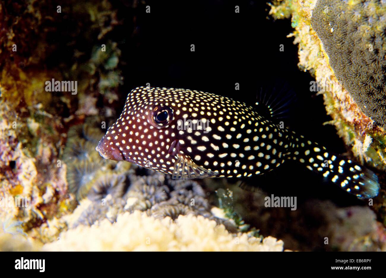 Whitespotted boxfish (Ostracion meleagris), Mauritius Island, Republic of Mauritius, Southwestern Indian Ocean Stock Photo