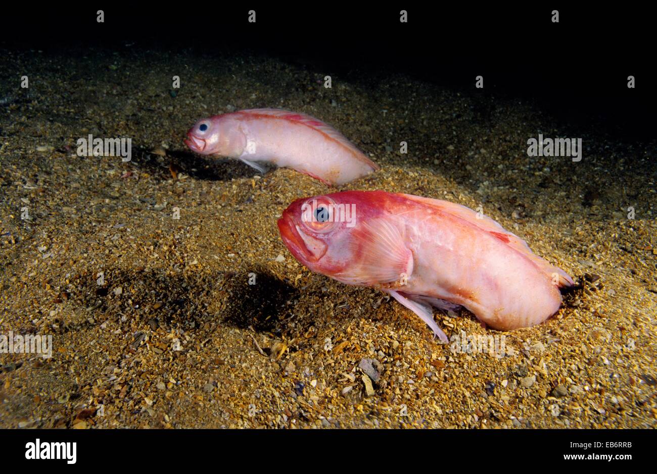 Bandfish