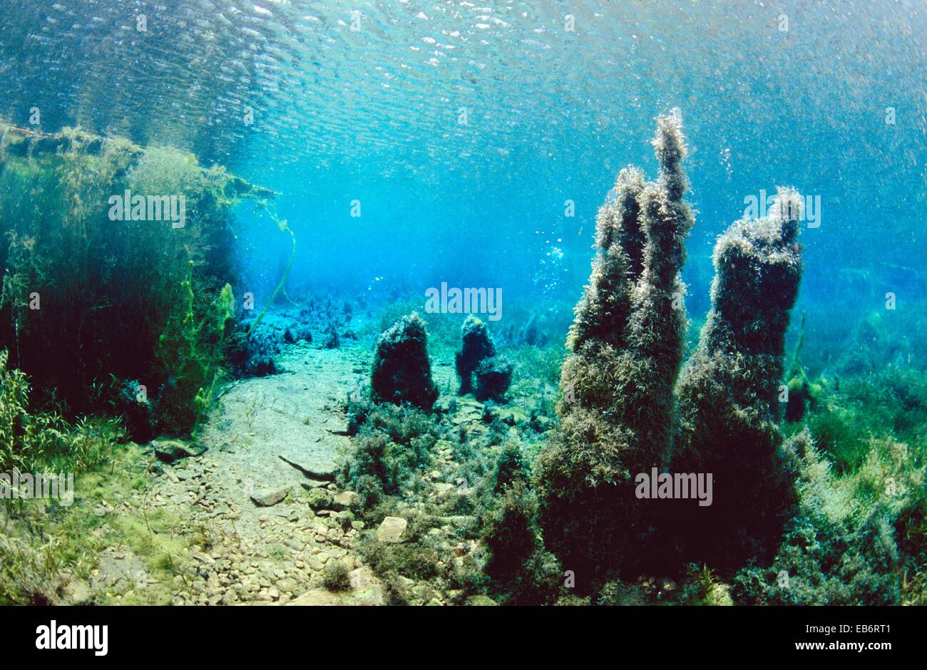 Freshwater plants and underwater landscape of a limestone lagoon, source of River Minho, Fonmiña, Galicia, Spain Stock Photo