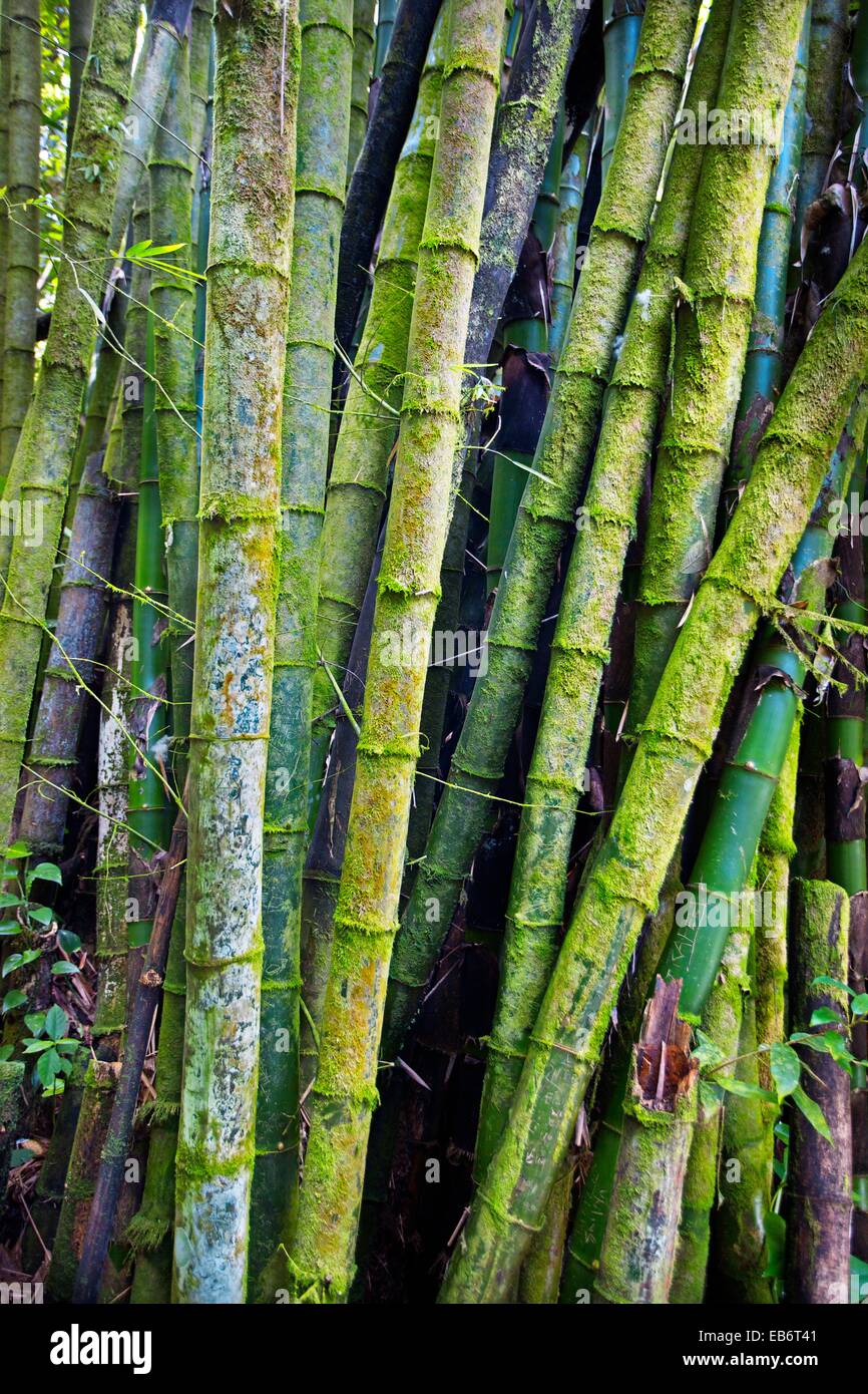 Bamboo, Jamaica, West Indies, Caribbean, Central America Stock Photo