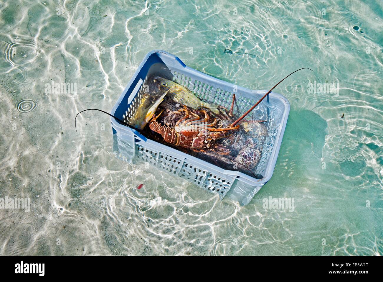 Lobsters, Cayo Ensenachos, near Cayo Santa Maria, Cayerias del Norte, Cuba. Stock Photo