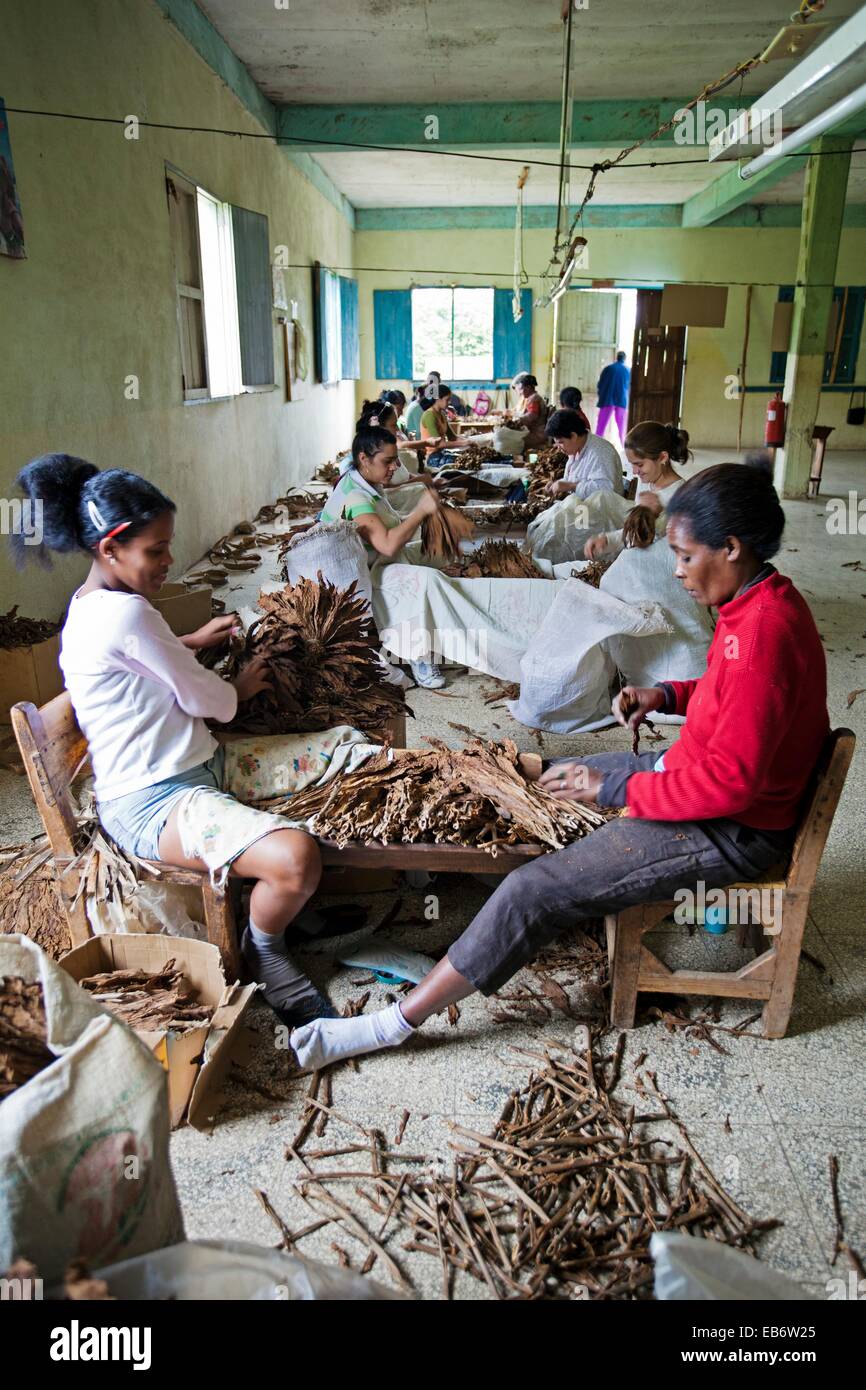 Tobaco factory, Ciego de Avila Province , Cuba. Stock Photo