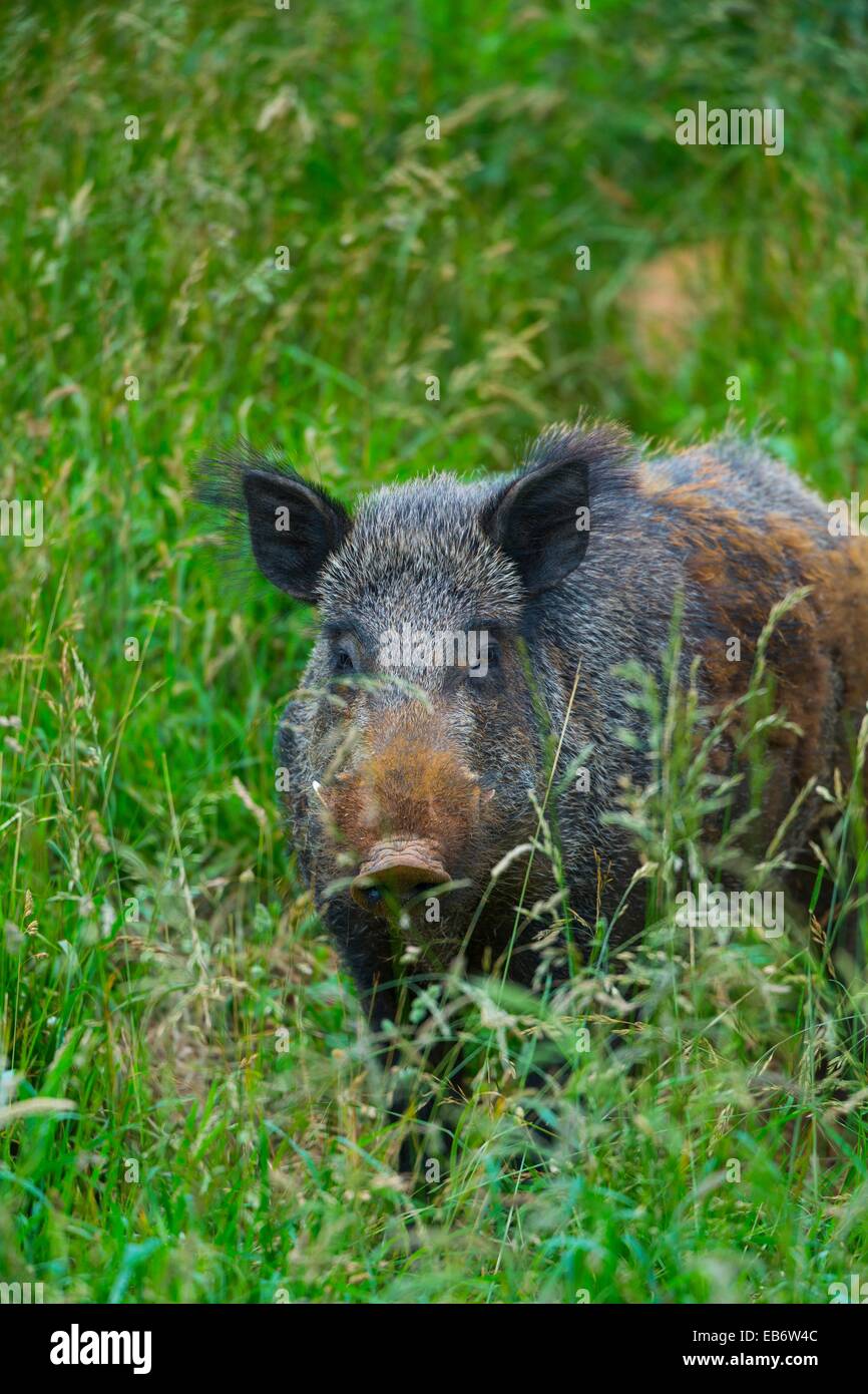 Wild boar spain hires stock photography and images Alamy