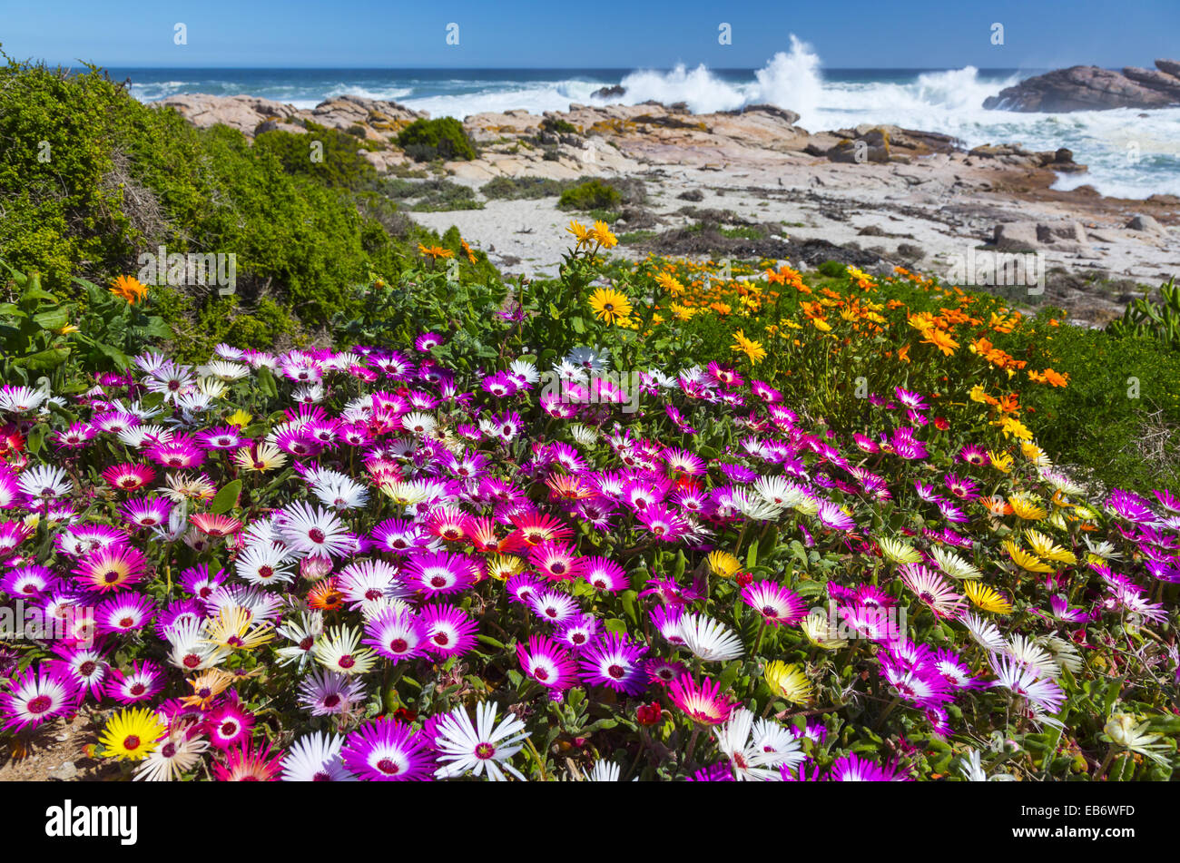 Wildflowers, Lambert's Bay, Western Cape province, South Africa, Africa