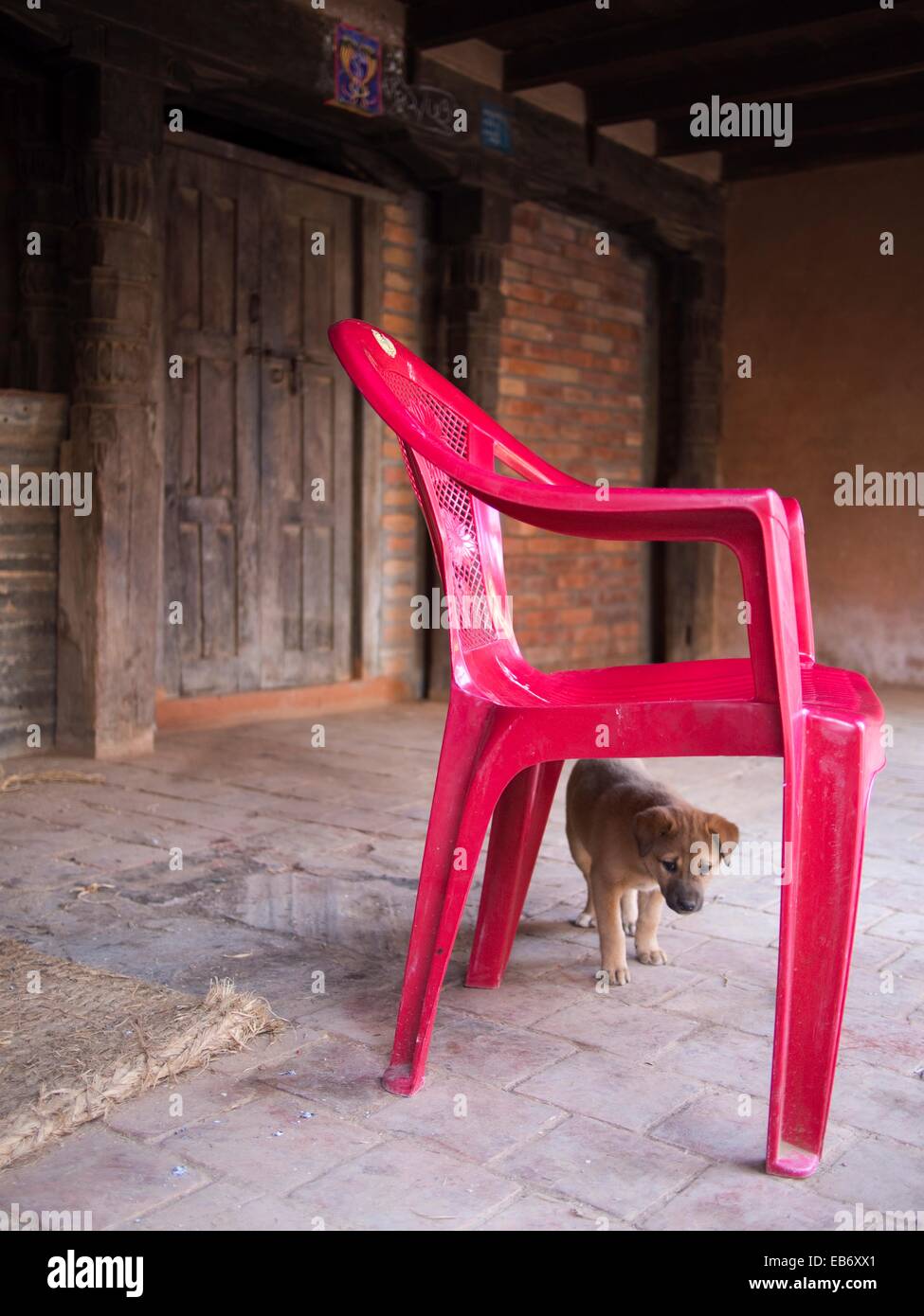 Plastic dog clearance chair