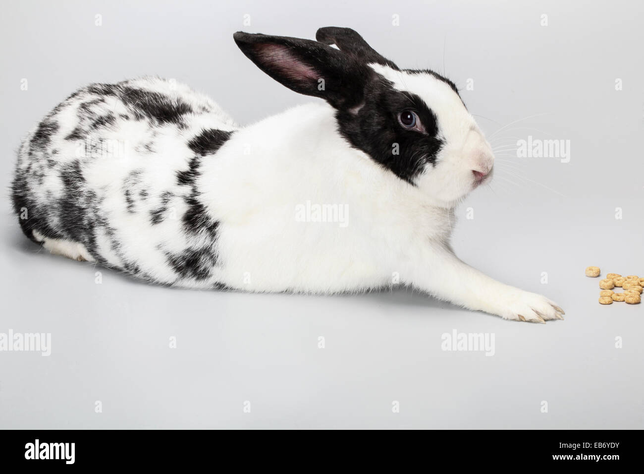 white pet rabbit Stock Photo