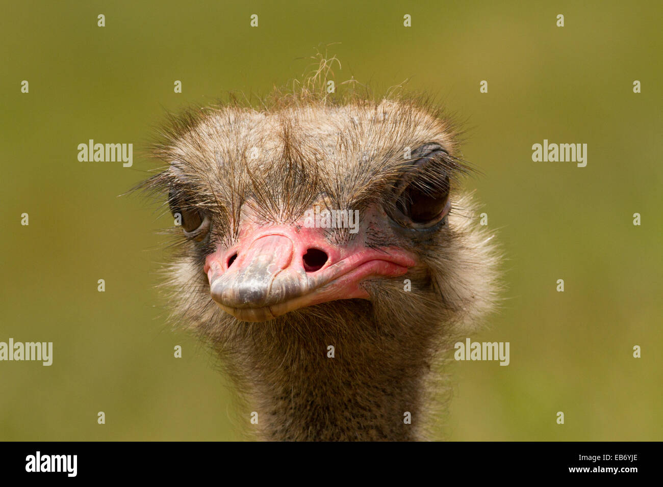 Ostrich head with space for captions. Plain background Stock Photo