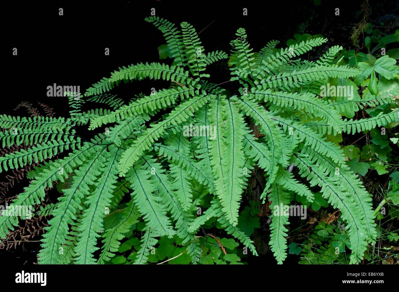 Five finger fern in old growth coast redwood forest, Humboldt Redwoods