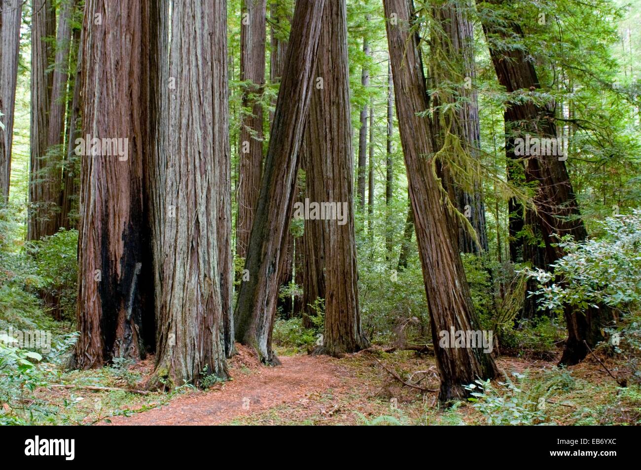 Bull Creek Trail North through old growth coast redwood forest 