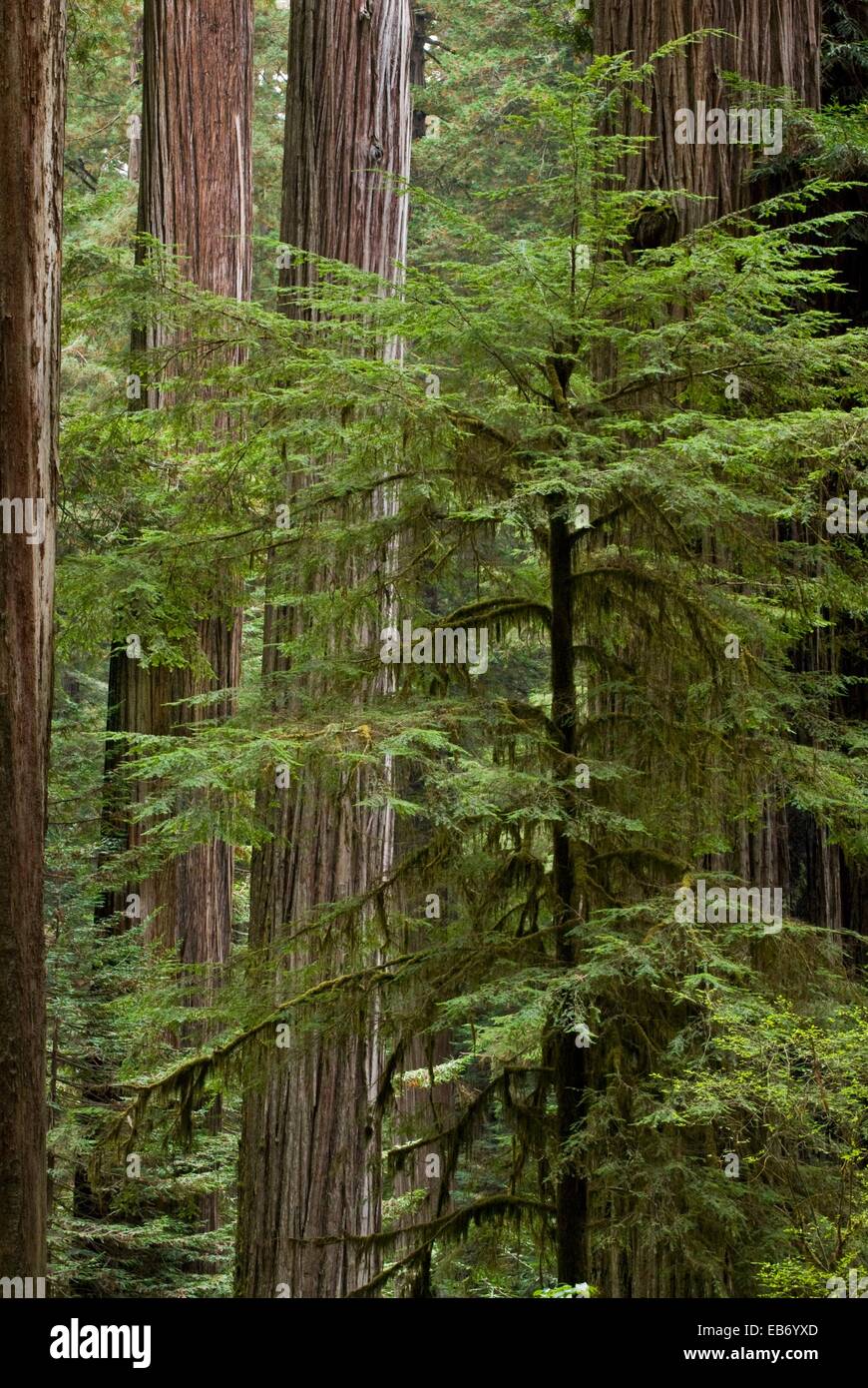 Old growth coast redwood forest, Jedediah Smith Redwoods State Park