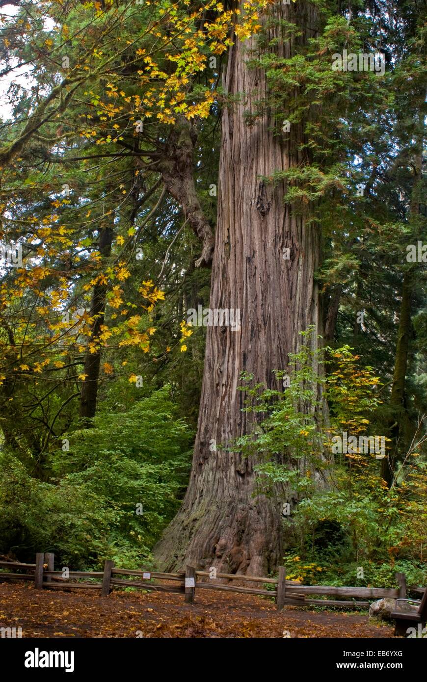 Distinctive very large coast redwood tree Sequoia sempervirens in old growth coast redwood forest Prairie Creek Redwoods State Stock Photo