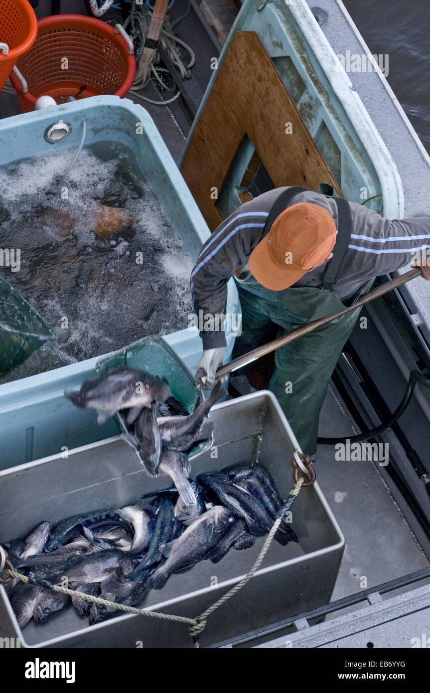 Looking down at deck commercial fishing boat while fishermen unload