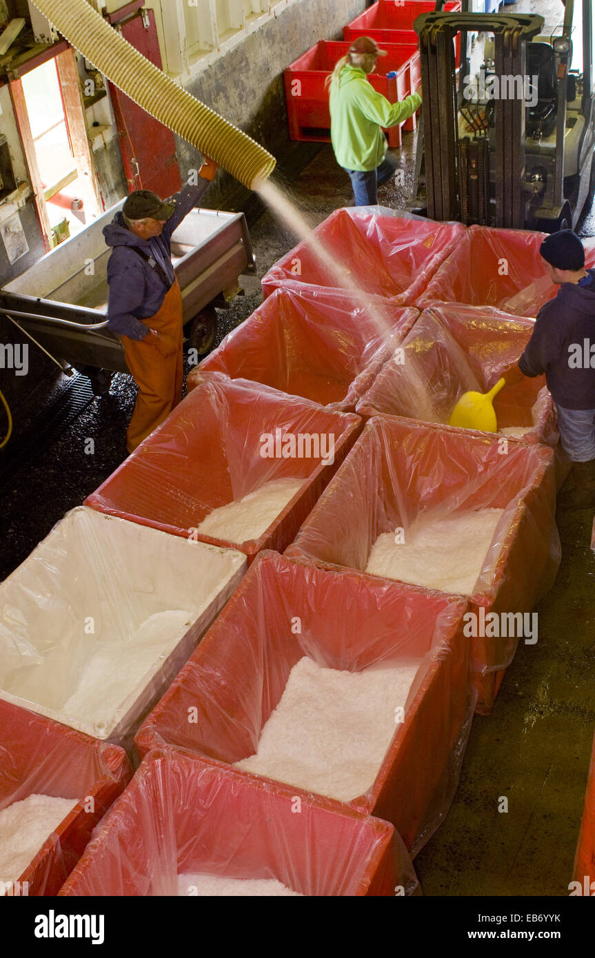 Workers at seafood processing plant filling large plastic totes with ice for use in packing pink