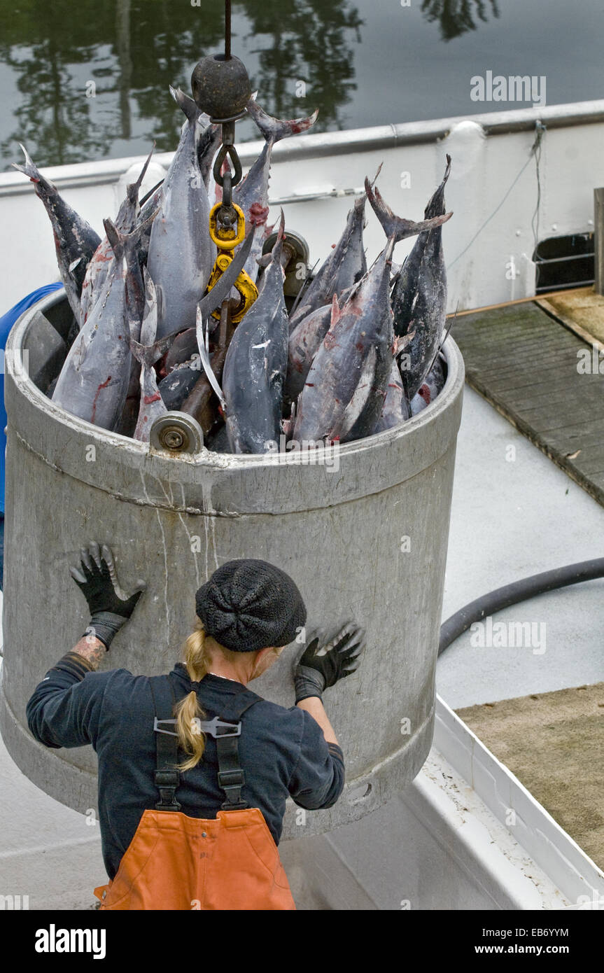 Frozen albacore tuna being hoisted from fish hold in commercial fishing boat to dock seafood
