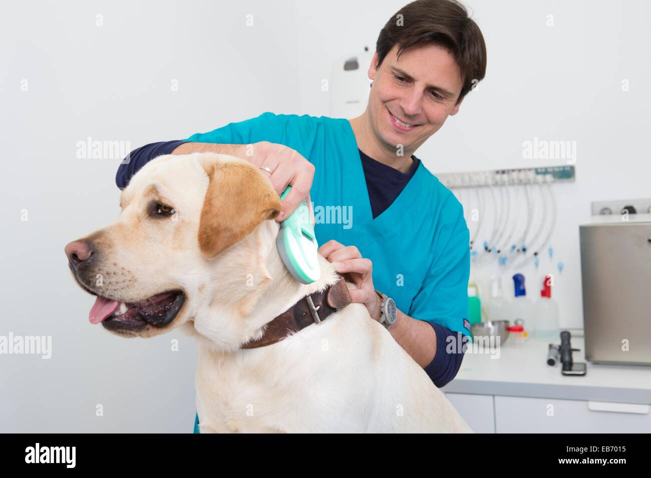 Veterinarian checks the microchip implant of a Labrador Retiever with a