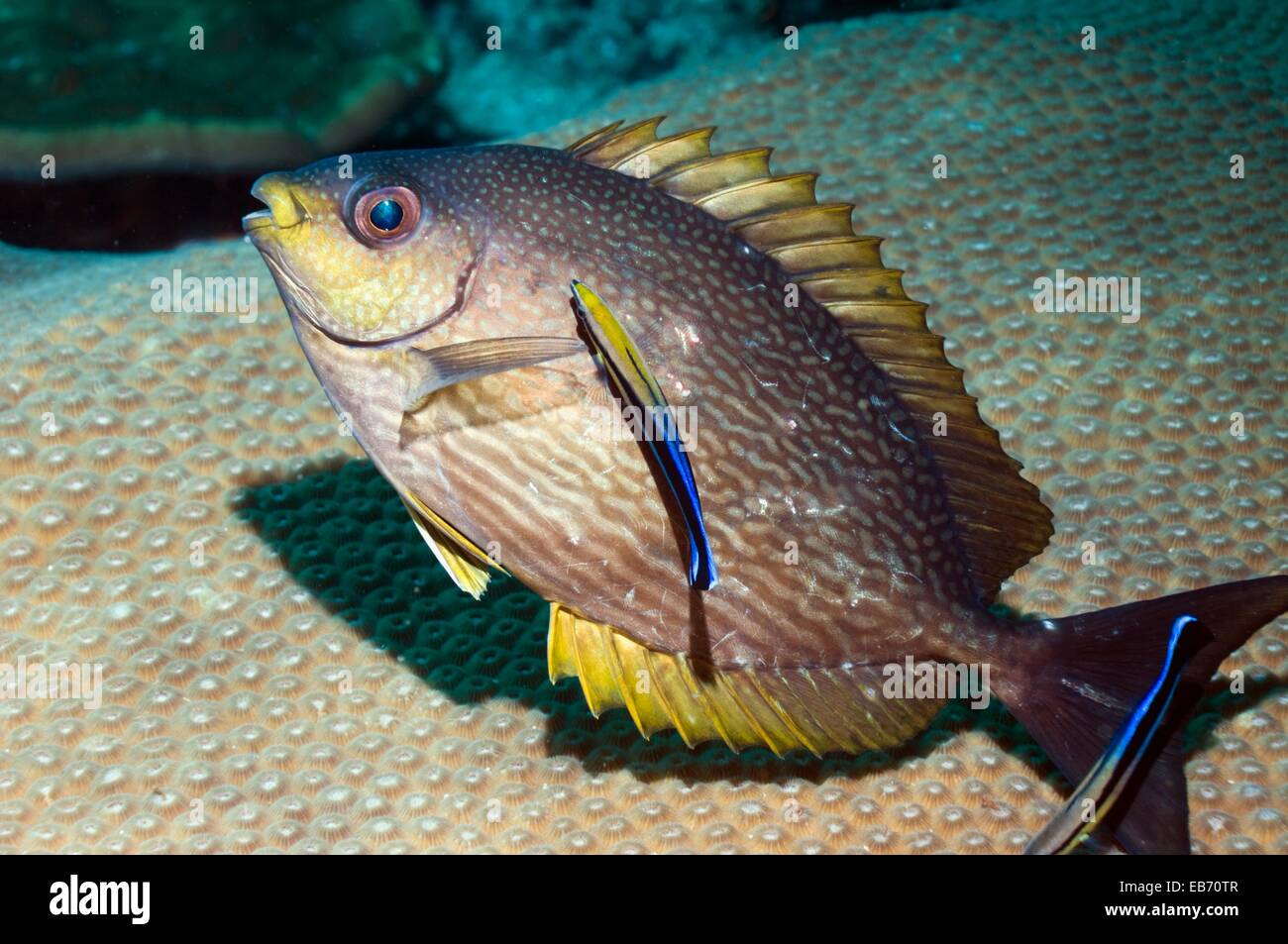 Black Rabbitfish High Resolution Stock Photography and Images - Alamy
