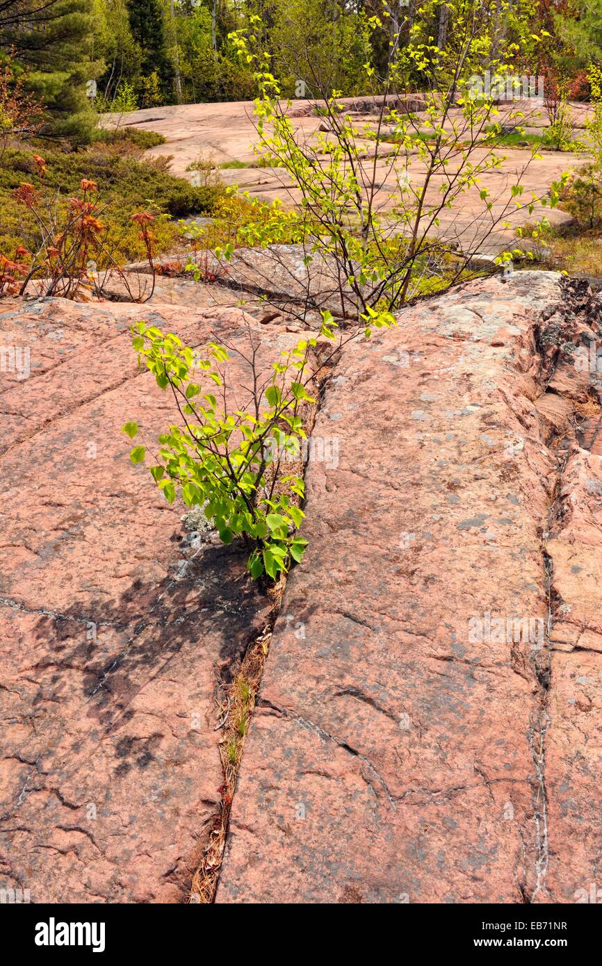 Canadian Shield granite outcrops with birch seedling, Killarney