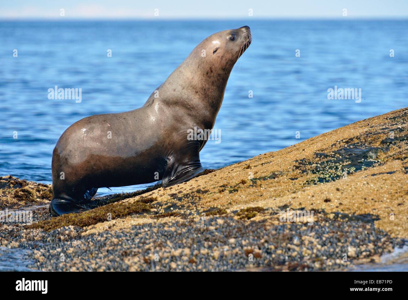 Steller/Northern sea lion (Eumetopias jubatus) Individual emerging from