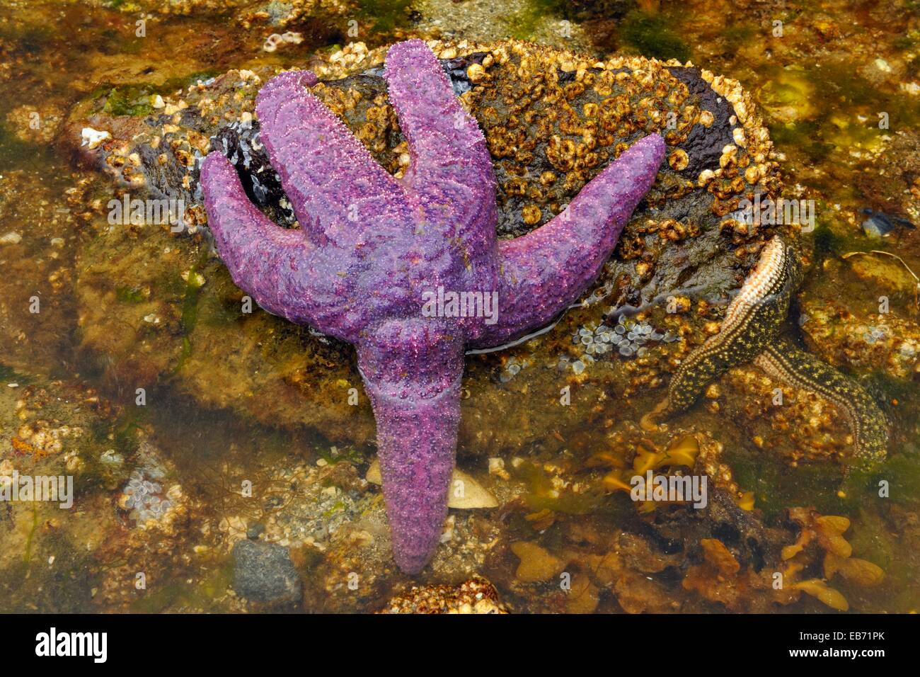 Intertidal invertebrates exposed at low tide- Purple sea star (Pisaster ochraceus) Haida Gwaii (Queen Charlotte Islands) Gwaii Stock Photo