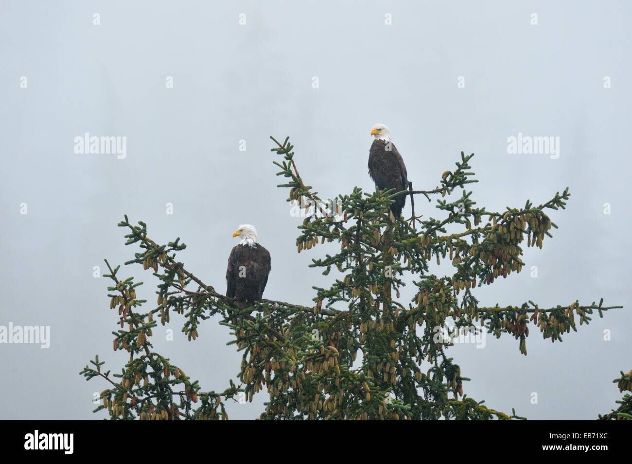 Bald eagle, Sandspit, Haida Gwaii, British Columbia, Canada Stock Photo