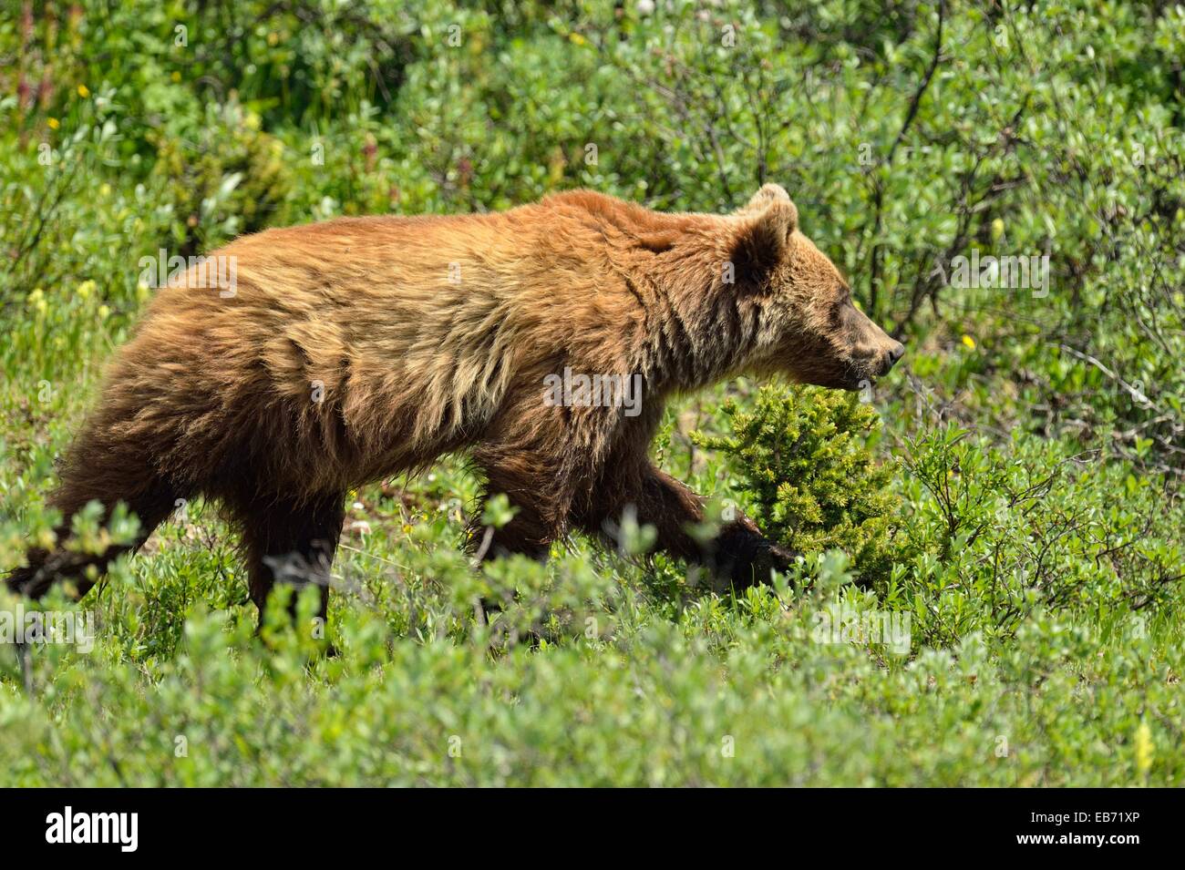 Grizzly bear (Ursus arctos) Three year old female, Banff National Park, Alberta, Canada. Stock Photo