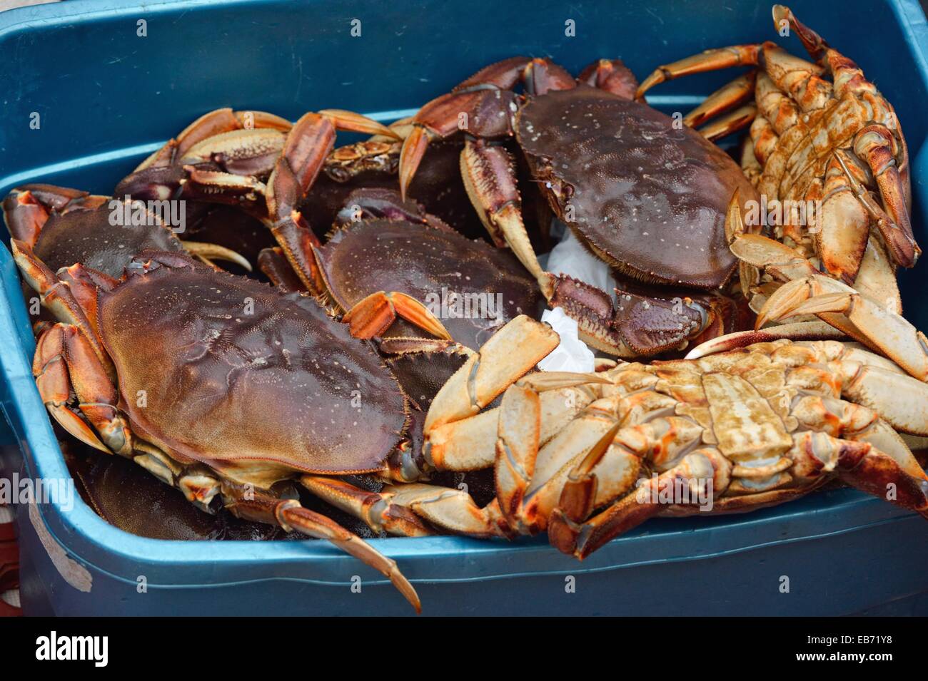 Queen crabs hires stock photography and images Alamy