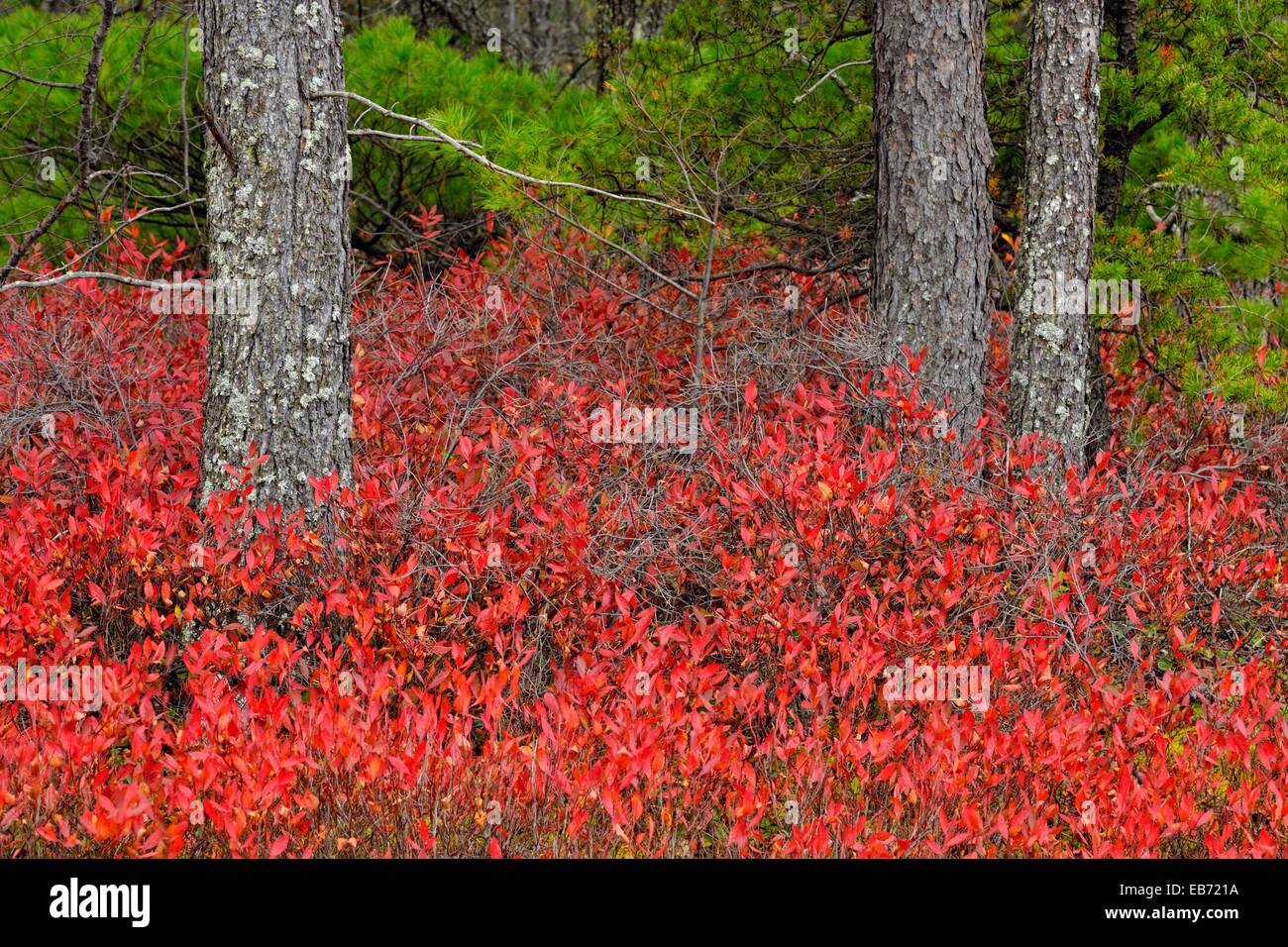 Autumn Blueberry Vaccinium Angustifolium Shrubs Under Pine Trees Stock Photo Alamy