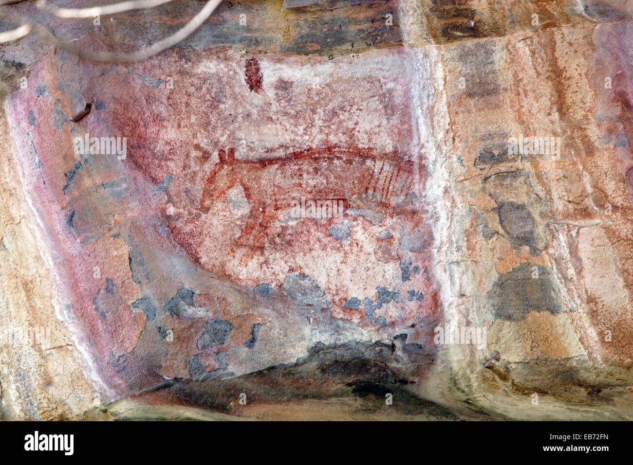 Aboriginal rock art depicting Thylacine Tasmanian Tiger extinct on the mainland for some 2000 years  Ubirr rock art site in Stock Photo