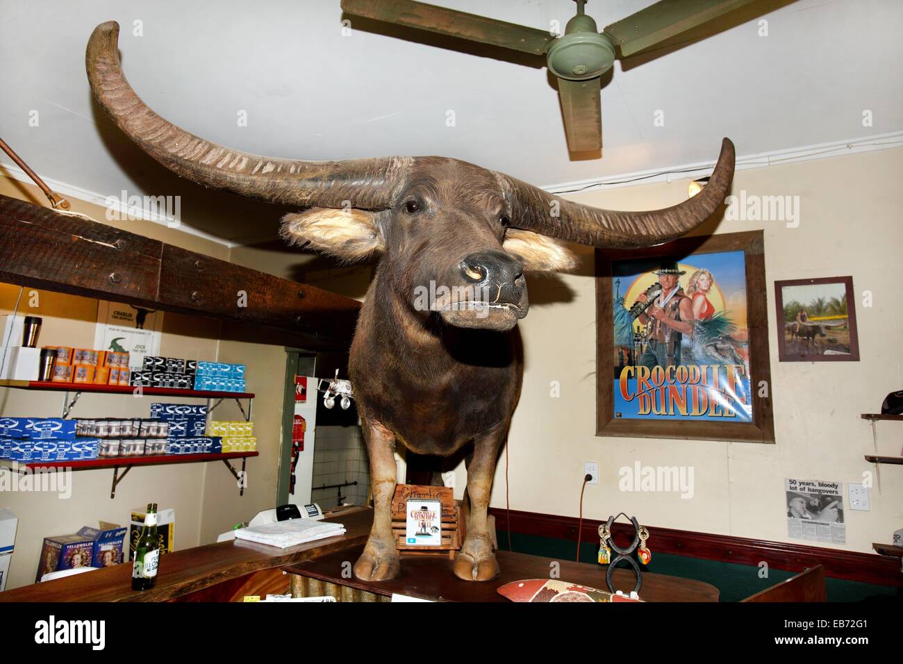 Charlie-the Buffalo from the Film Crocodile Dundee, on display at the Stock  Photo - Alamy