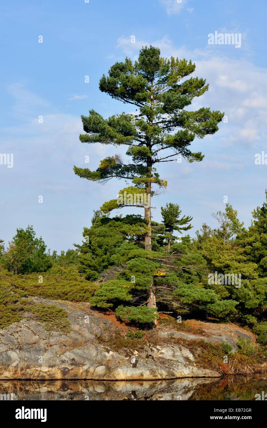 mature white pine Mature white pine
