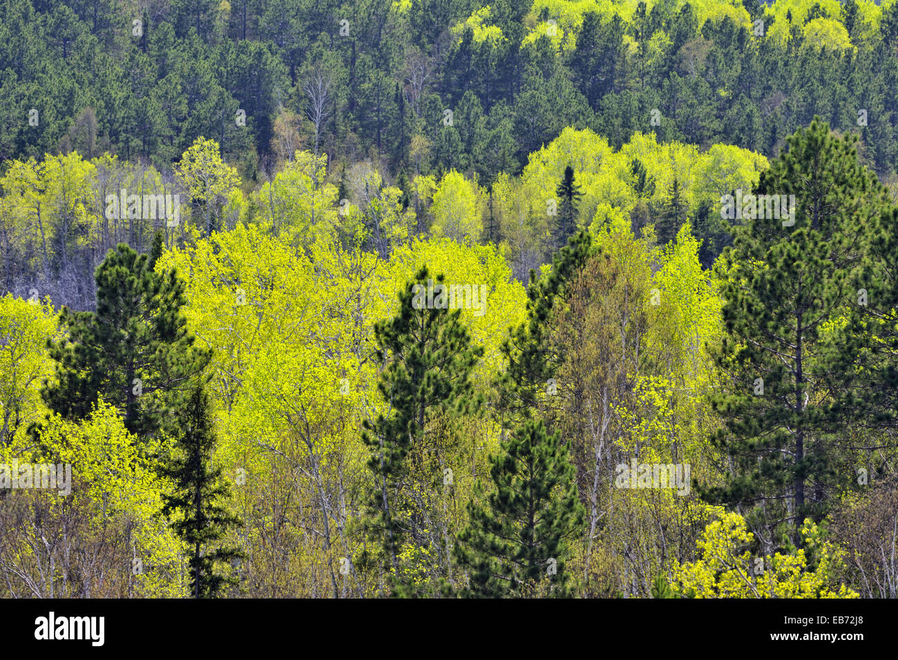 Get Spruc For iPhone Free Spruc