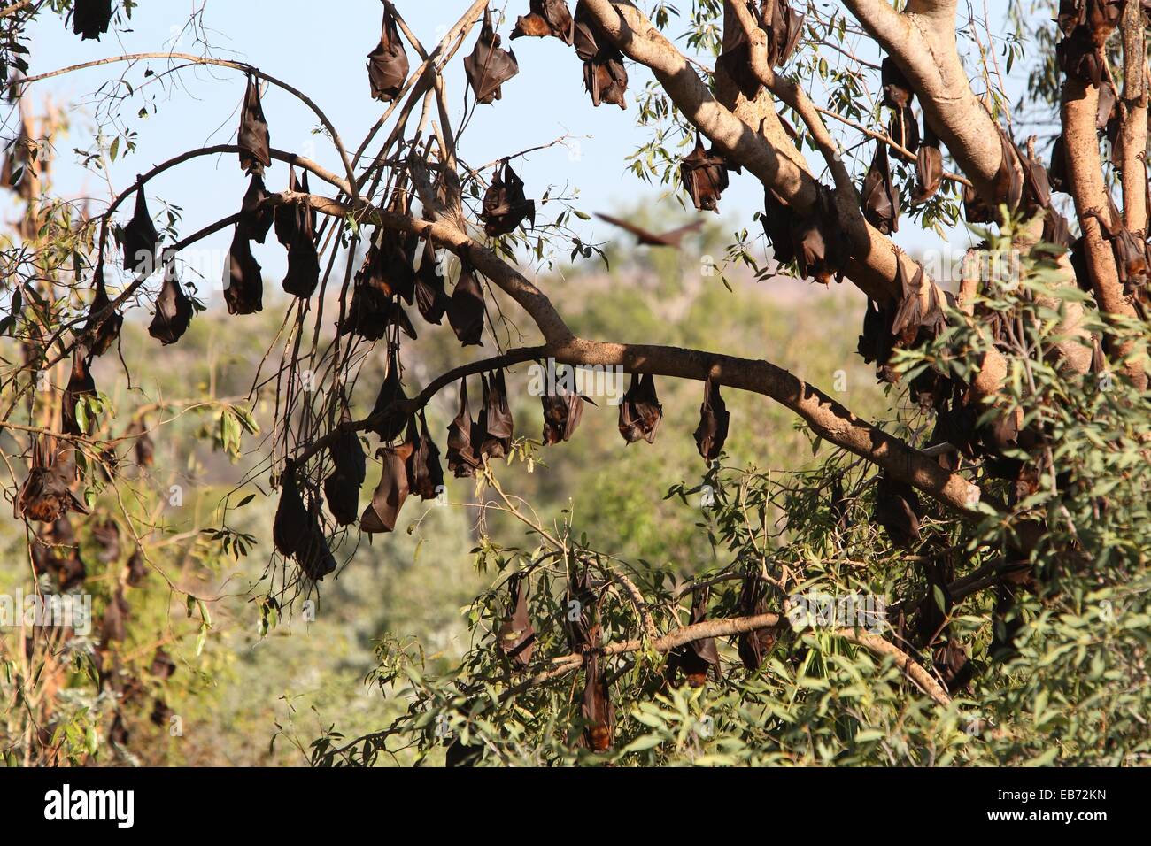 Little Red Flying Foxes Pteropus scapulatus in Nitmiluk National Park  Northern Territory, Australia Stock Photo