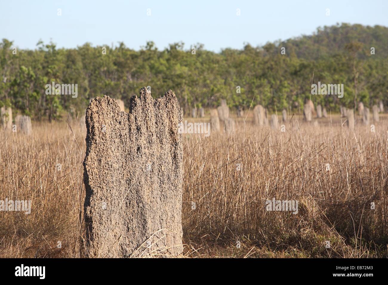 Magnetic termite mound always aligned with north-south axis  Litchfield National Park, Northern Territory, Australia Stock Photo