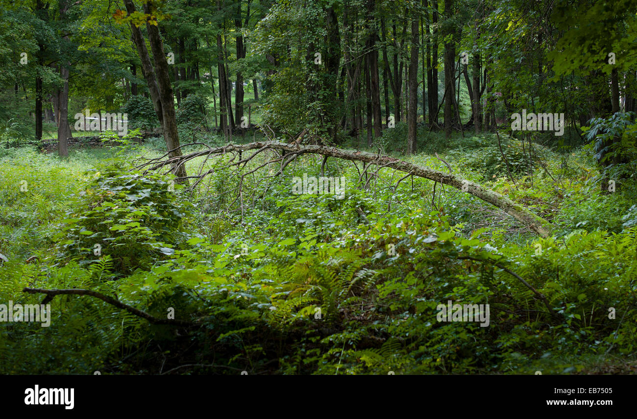 COUNTRYSIDE REDDING CONNECTICUT Stock Photo Alamy