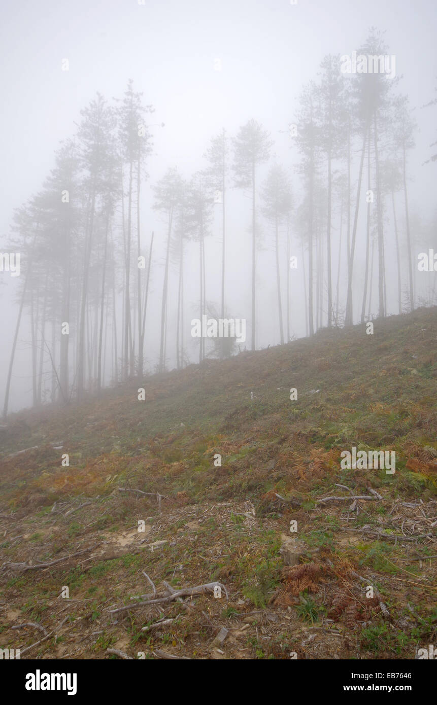 Hewn pine forest. Misty autumn day. Stock Photo