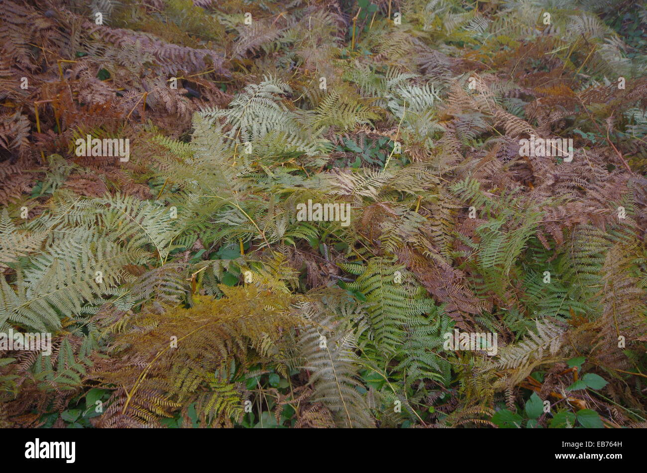 Carpet of ferns. Glade with many fern. Stock Photo
