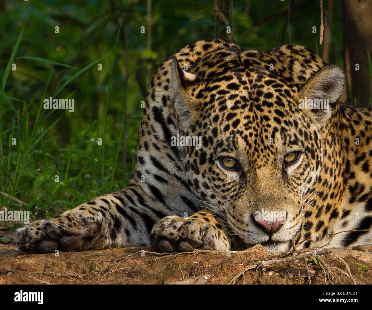 Jaguar (Panthera onca) in rainforest habitat of Pantanal, Mato Gross