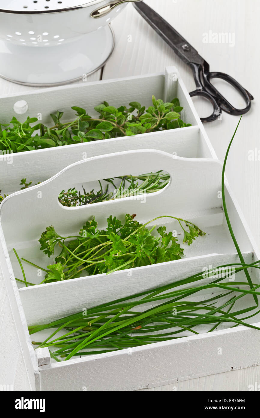 Fresh cut garden herbs (marjoram, cress, rosemary, thyme, parsley