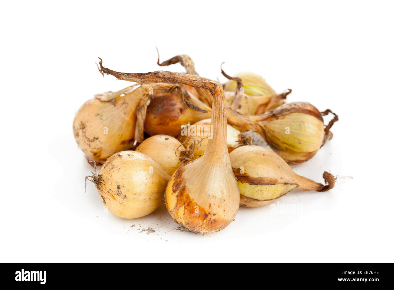 Freshly harvested pickling onions on white background Stock Photo