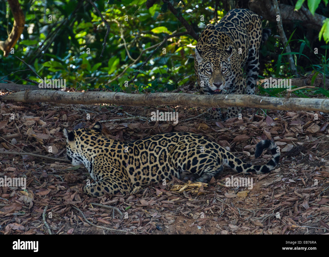 Jaguar (Panthera onca) in rainforest habitat of Pantanal, Mato Gross state, Brazil Stock Photo