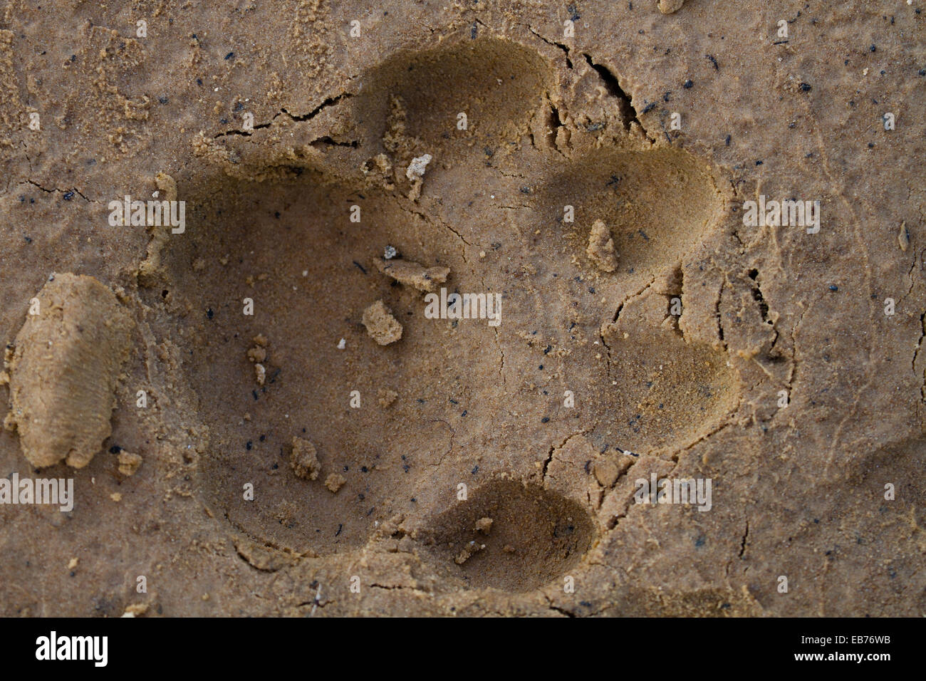 Jaguar (Panthera onca) footprint in sandy beach, Pantanal, Mato Grosso State, Brazil Stock Photo