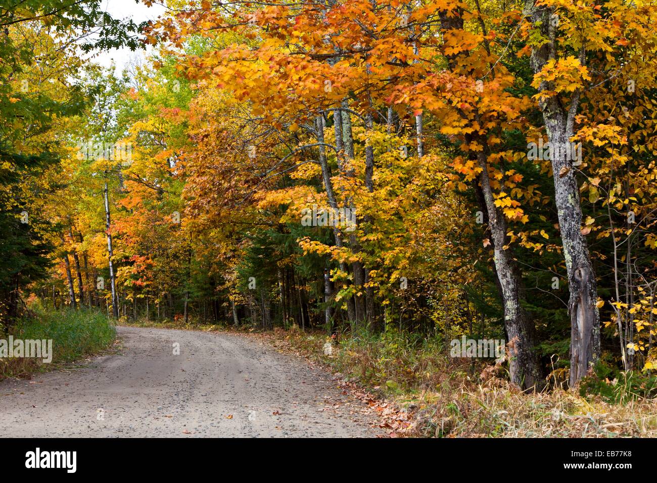 A road through the colorful deciduous forests of northern Minnesota in