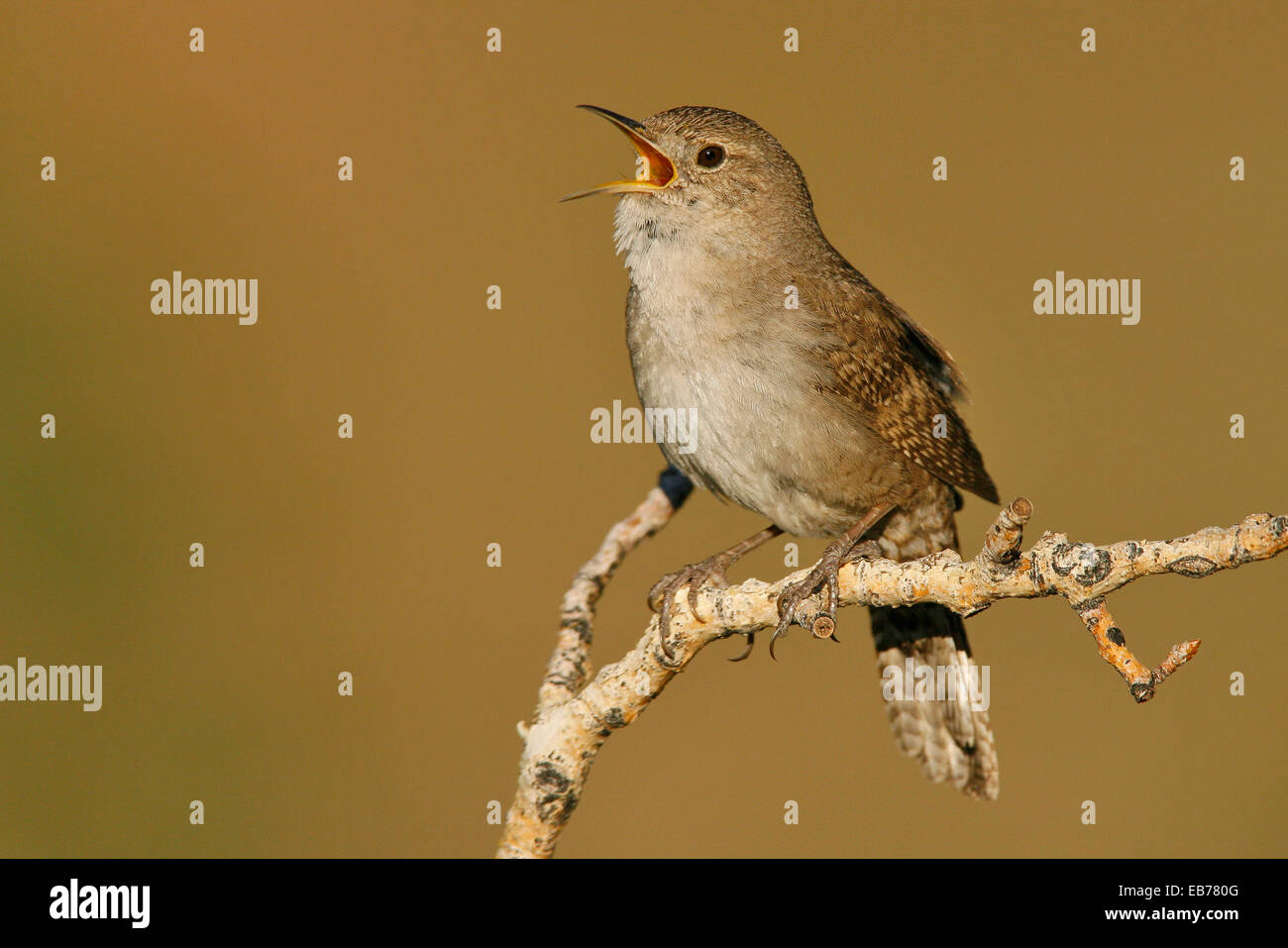House Wren - Trogladytes aedon Stock Photo