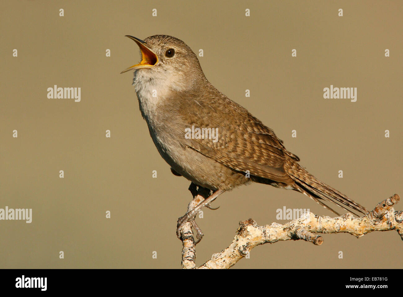 House Wren - Trogladytes aedon Stock Photo