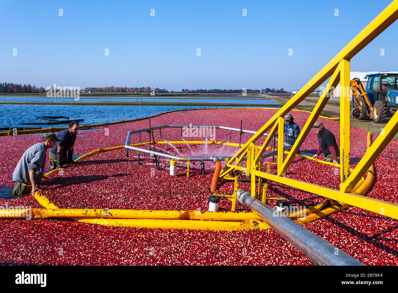 Cranberry harvesting machine hires stock photography and images Alamy